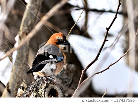 Jay in the forest Jay in the forest 137427586