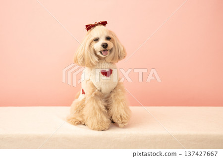 Panna the Maltipoo with a pink bag and red ribbon 137427667