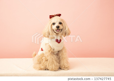 瑪氏貴賓犬潘娜，背著粉紅色包包，繫著紅色絲帶 137427745
