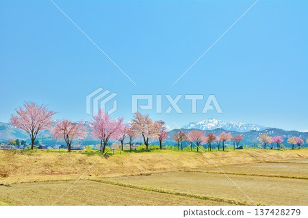 新潟縣魚沼市魚野川沿岸的櫻花，以及越後三山殘留的積雪 137428279