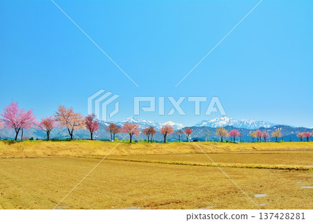 新潟縣魚沼市魚野川沿岸的櫻花,以及越後三山殘留的積雪 新潟縣魚沼市魚野川沿岸的櫻花,以及越後三山殘留的積雪 137428281