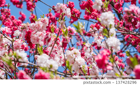 盛開的桃樹（位於阿知村的盛開桃樹村） 137428296