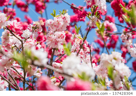 Flowering peach (at Flowering Peach Village, Achi Village) Flowering peach (at Flowering Peach Village, Achi Village) 137428304