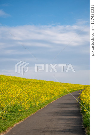 A riverbank where rape blossoms bloom 137428335
