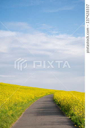 A riverbank where rape blossoms bloom 137428337