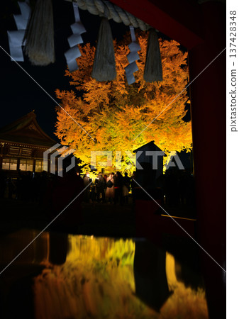 Illumination of the Thousand Gingko Trees at Katsushika Hachimangu Shrine [Autumn Foliage] 137428348