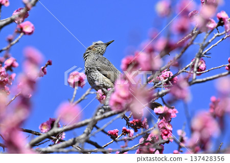 Red plum blossoms and brown-eared bulbuls in spring. A plum grove in full bloom. Red plum blossoms and brown-eared bulbuls in spring. A plum grove in full bloom. 137428356