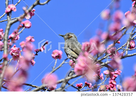 Red plum blossoms and brown-eared bulbuls in spring. A plum grove in full bloom. Red plum blossoms and brown-eared bulbuls in spring. A plum grove in full bloom. 137428357