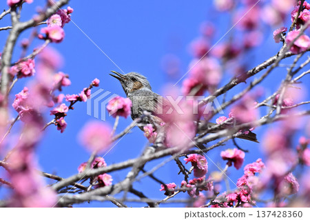 春天,紅梅花盛開,褐耳鵯飛舞。一片梅花盛開的樹林。 春天,紅梅花盛開,褐耳鵯飛舞。一片梅花盛開的樹林。 137428360