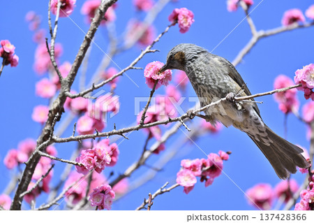 Red plum blossoms and brown-eared bulbuls in spring. A plum grove in full bloom. Red plum blossoms and brown-eared bulbuls in spring. A plum grove in full bloom. 137428366
