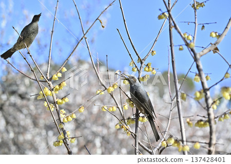 Brown-eared bulbul perched on a wintersweet tree Brown-eared bulbul perched on a wintersweet tree 137428401