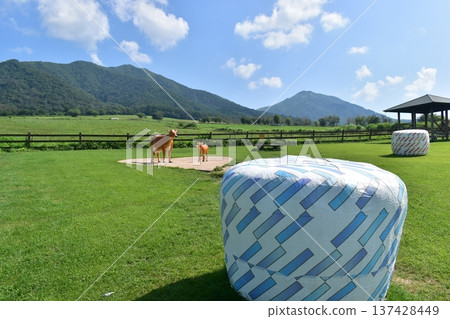 Hiruzen Jersey Land，岡山縣，牧場，牧草 137428449