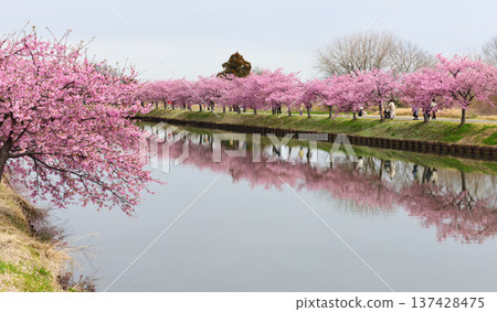 松阪市河津櫻花倒影 松阪市河津櫻花倒影 137428475