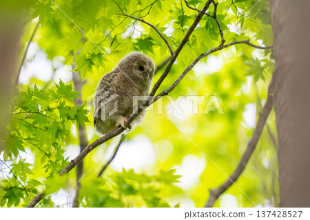 剛剛築巢的蝦夷貓頭鷹小雞 剛剛築巢的蝦夷貓頭鷹小雞 137428527