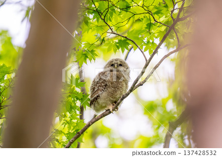 Ezo owl chicks that were just nesting 137428532