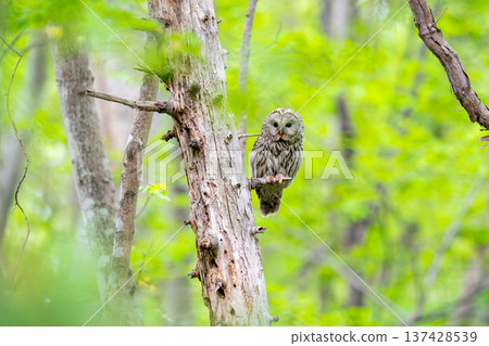 A Siberian owl perched on a tree branch, observing the surroundings. A Siberian owl perched on a tree branch, observing the surroundings. 137428539