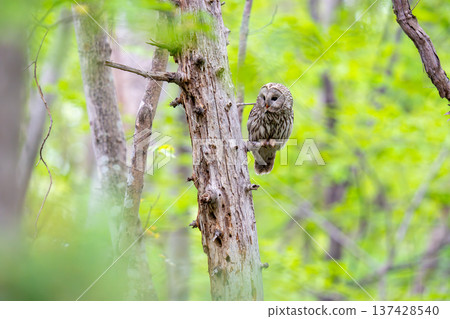 A Siberian owl perched on a tree branch, observing the surroundings. A Siberian owl perched on a tree branch, observing the surroundings. 137428540