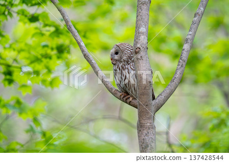 A Siberian owl perched on a tree branch, observing the surroundings. 137428544