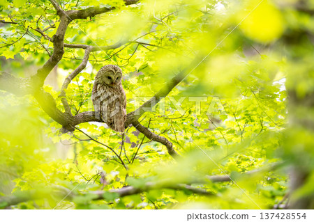 A Siberian owl perched on a tree branch, observing the surroundings. A Siberian owl perched on a tree branch, observing the surroundings. 137428554