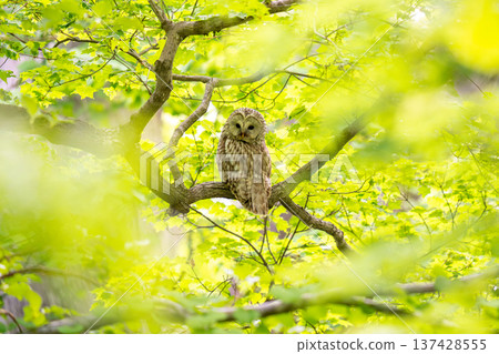 A Siberian owl perched on a tree branch, observing the surroundings. A Siberian owl perched on a tree branch, observing the surroundings. 137428555