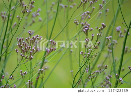 Weevil blooming in the fields Weevil blooming in the fields 137428589