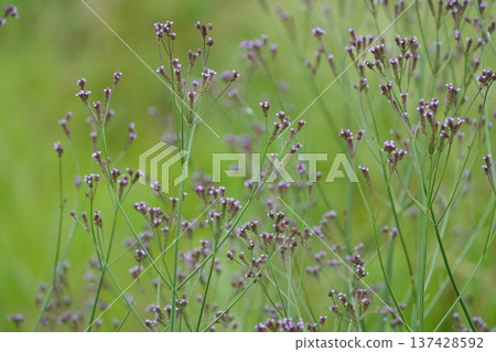 Weevil blooming in the fields Weevil blooming in the fields 137428592
