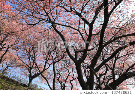 Kawazu Cherry Blossom Forest - Nishihirahata Park Kawazu Cherry Blossom Forest - Nishihirahata Park 137428621