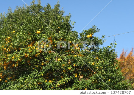 A tree full of mandarin oranges 137428707