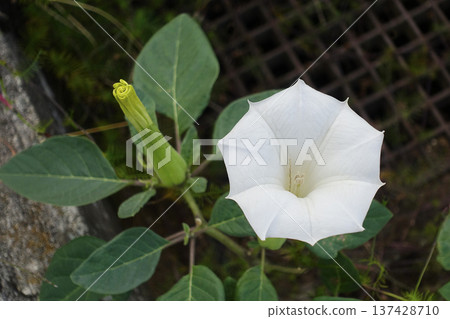 White Datura flowers blooming on an early winter morning in November White Datura flowers blooming on an early winter morning in November 137428710