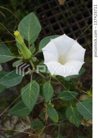 White Datura flowers blooming on an early winter morning in November White Datura flowers blooming on an early winter morning in November 137428711