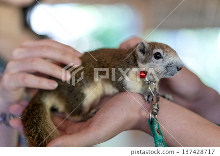 Close-up of a tame pet squirrel held in human hands. The small animal wears a collar with a tiny red bell and is attached to a leash. Gentle interaction with an exotic pet in soft lighting. Close-up of a tame pet squirrel held in human hands. The small animal wears a collar with a tiny red bell and is attached to a leash. Gentle interaction with an exotic pet in soft lighting. 137428717