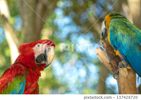 Close-up of a vibrant scarlet macaw and a blue and gold macaw perched on tree branches against a sunny, blurred forest background. High quality tropical wildlife and nature stock photography. 137428720