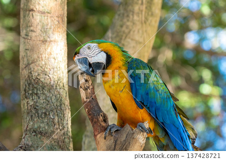 Vibrant blue and yellow macaw perched on a tree branch in a tropical forest. The parrot is biting a wooden twig with its powerful beak. Natural wildlife photography with a bokeh background. 137428721