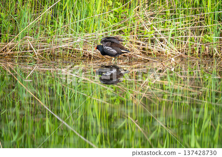 A moorhen resting by the water 137428730