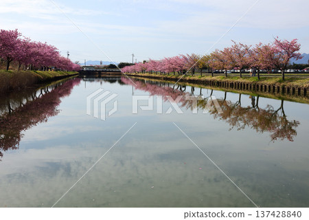 松阪市河津櫻花盛開 松阪市河津櫻花盛開 137428840