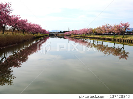 松阪市河津櫻花盛開 137428843
