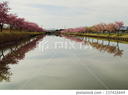 Kawazu cherry blossoms in full bloom in Matsusaka City 137428844