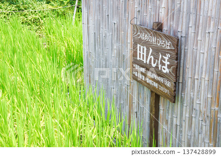 傳統的日本景觀，竹籬笆和稻田交相輝映 137428899