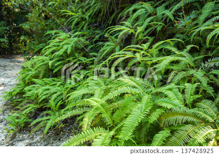Lush fern landscape Lush fern landscape 137428925
