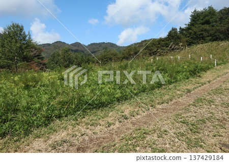 Mt. Rokko山徑 137429184