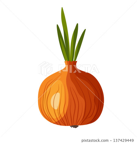 Bitter golden onion isolated on white background. Summer farm design elements. Natural fresh bright bunch of onion. Template vector illustration for packaging, card and other designs. Food eco concept Bitter golden onion isolated on white background. Summer farm design elements. Natural fresh bright bunch of onion. Template vector illustration for packaging, card and other designs. Food eco concept 137429449
