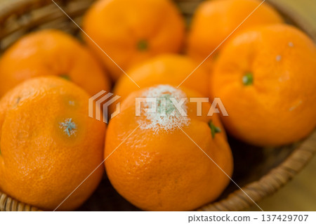 橘子上長霉了 橘子上長霉了 137429707