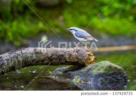 A nuthatch perched on a tree branch at a watering hole, watching the surroundings. A nuthatch perched on a tree branch at a watering hole, watching the surroundings. 137429735