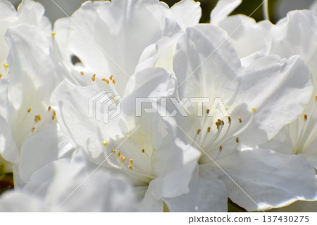 Refreshing white azalea 137430275