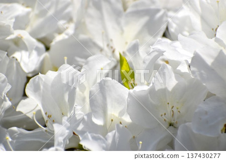 Refreshing white azalea 137430277