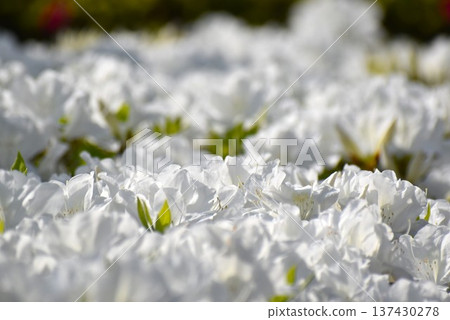 Refreshing white azalea Refreshing white azalea 137430278