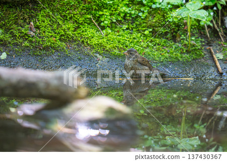 A black-faced tiger bathing in a pool A black-faced tiger bathing in a pool 137430367