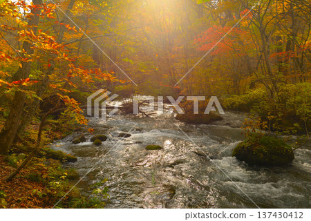 Oirase Gorge in late autumn (Towada City, Aomori Prefecture) Oirase Gorge in late autumn (Towada City, Aomori Prefecture) 137430412