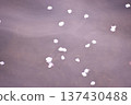 The cherry blossom petals that made everyone happy reappear on the water's surface 137430488