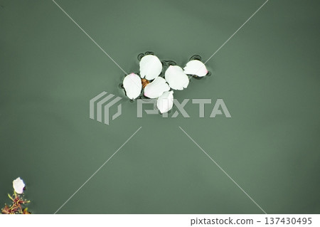 The cherry blossom petals that made everyone happy reappear on the water's surface The cherry blossom petals that made everyone happy reappear on the water's surface 137430495